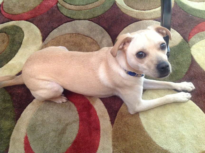 Mii an Mailo (Me and Milo – translated into&nbsp;Jamaican)